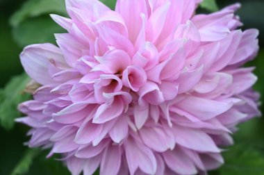 closeup view of beautiful pink dahila flowers in the garden