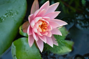 Gölette güzel nilüfer çiçeği