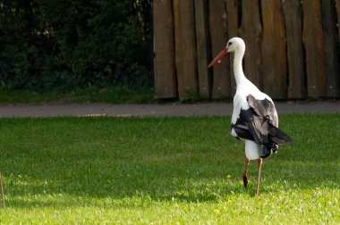 white stork on green grass in the park