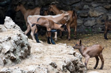 Dağlarda bir grup keçi