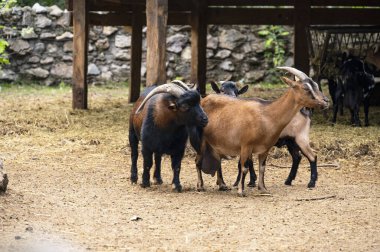 Hayvanat bahçesinde bir grup keçi