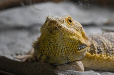 Sahilde iguana