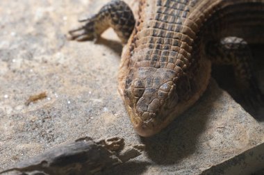 Bir timsahın yakınına. 