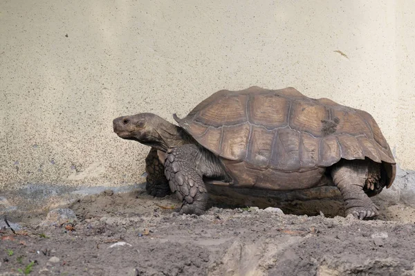 Una Gran Tortuga Marrón Suelo — Foto de Stock