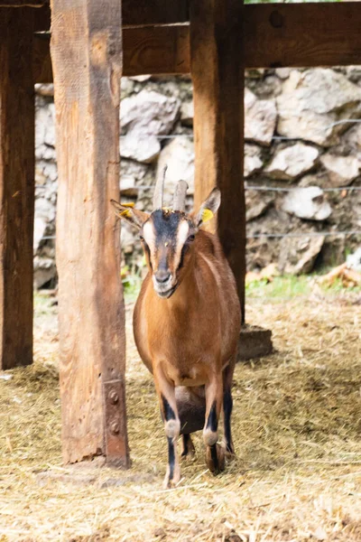 Eine Junge Ziege Auf Dem Hof — Stockfoto