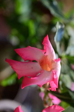 Bahçedeki güzel pembe çiçeklerin yakın görüntüsü.