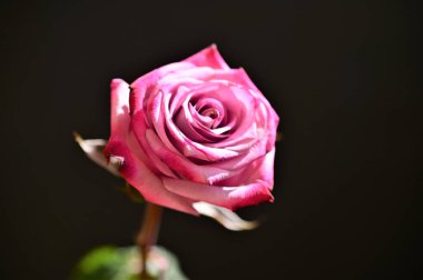 Siyah arka planda güzel pembe bir gül