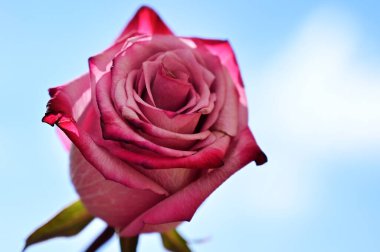 Mavi gökyüzünde güzel, narin bir gül