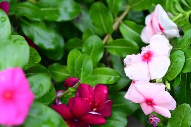 Bahçedeki güzel pembe çiçeklerin yakın görüntüsü.