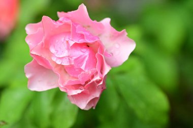 Bahçede güzel pembe bir gül