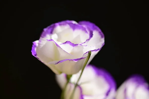 Красиві Квіти Еустоми Чорному Тлі — стокове фото