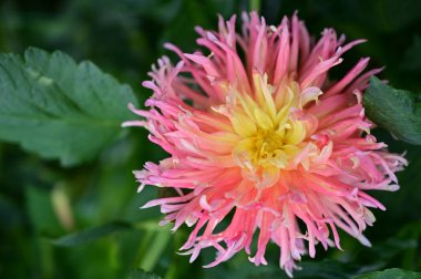 Bahçedeki güzel pembe çiçeklerin yakın görüntüsü.