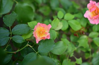 Bahçede güzel pembe bir gül