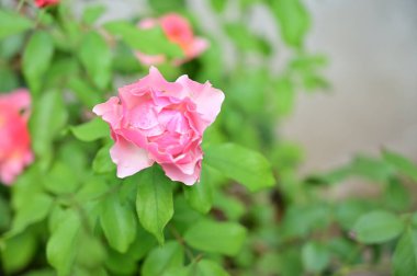 Bahçede güzel pembe bir gül