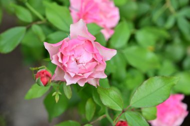 Bahçede güzel pembe bir gül