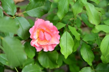 Bahçede güzel pembe bir gül