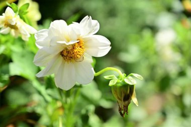 beautiful white flowers in the garden, summer concept