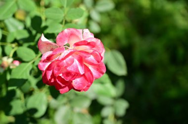 Bahçede güzel pembe bir gül