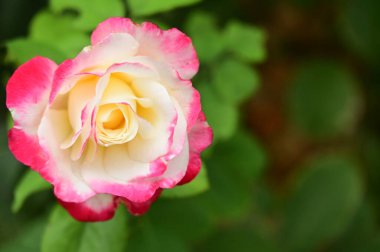 Bahçede güzel pembe bir gül