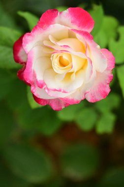 Bahçede güzel pembe bir gül