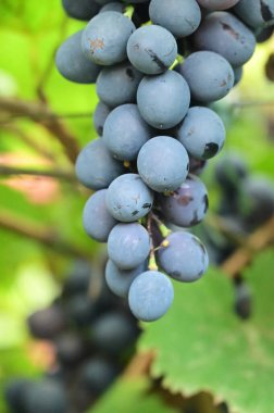 ripe grapes in the garden, close up view, harvest concept