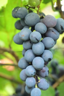 ripe grapes in the garden, close up view, harvest concept
