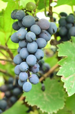 ripe grapes in the garden, close up view, harvest concept