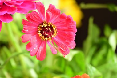 Bahçedeki güzel pembe çiçeklerin yakın görüntüsü.