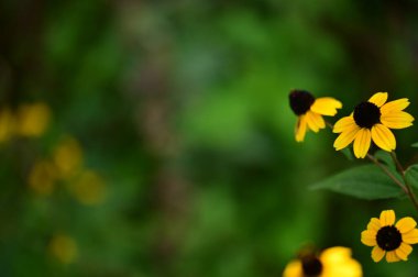 Bahçedeki güzel sarı çiçekler