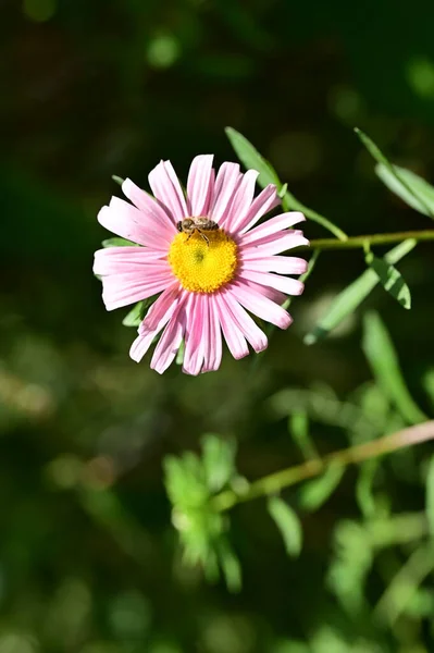 Pszczoła Siedzi Różowym Kwiatku Widok Bliska — Zdjęcie stockowe