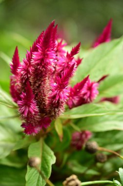 Bahçedeki güzel pembe çiçeklerin yakın görüntüsü.