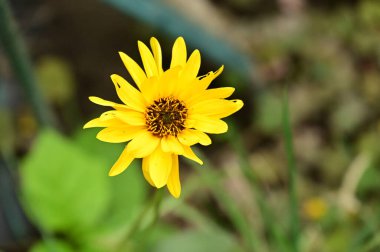 Bahçedeki güzel sarı çiçekler