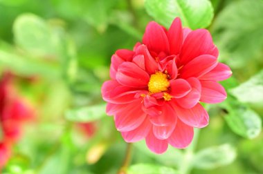 Bahçedeki güzel pembe çiçeklerin yakın görüntüsü.