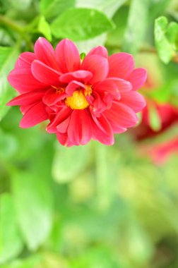 Bahçedeki güzel pembe çiçeklerin yakın görüntüsü.