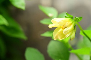 Bahçedeki güzel sarı çiçekler