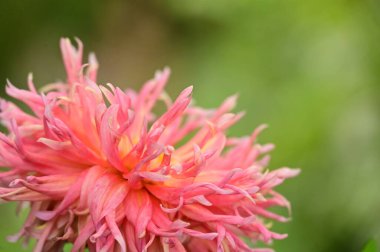 Bahçedeki güzel pembe çiçeklerin yakın görüntüsü.