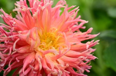 Bahçedeki güzel pembe çiçeklerin yakın görüntüsü.