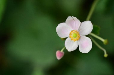 Bahçedeki güzel beyaz çiçekleri kapat.