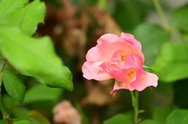 Bahçede güzel pembe bir gül