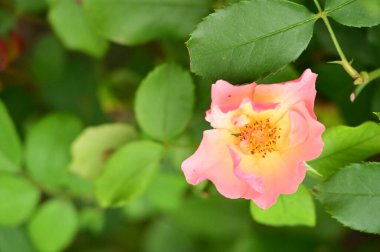 Bahçede güzel pembe bir gül