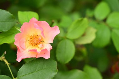 Bahçede güzel pembe bir gül