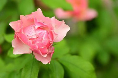 Bahçede güzel pembe bir gül