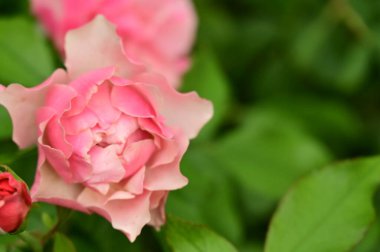 Bahçede güzel pembe bir gül