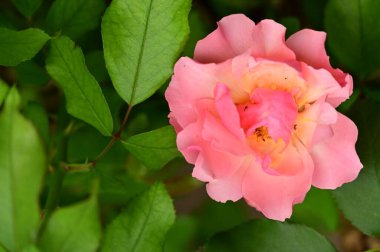 Bahçede güzel pembe bir gül