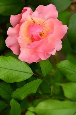 Bahçede güzel pembe bir gül