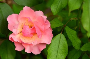 Bahçede güzel pembe bir gül