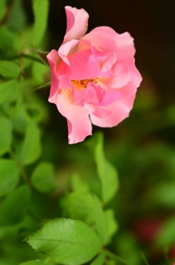 Bahçede güzel pembe bir gül