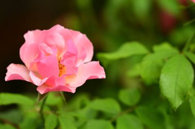 Bahçede güzel pembe bir gül