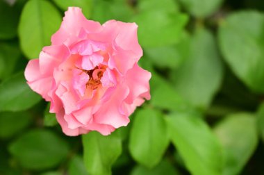 Bahçede güzel pembe bir gül