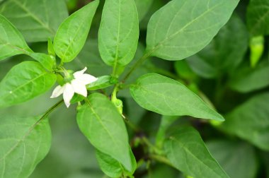 beautiful white flowers in the garden, summer concept